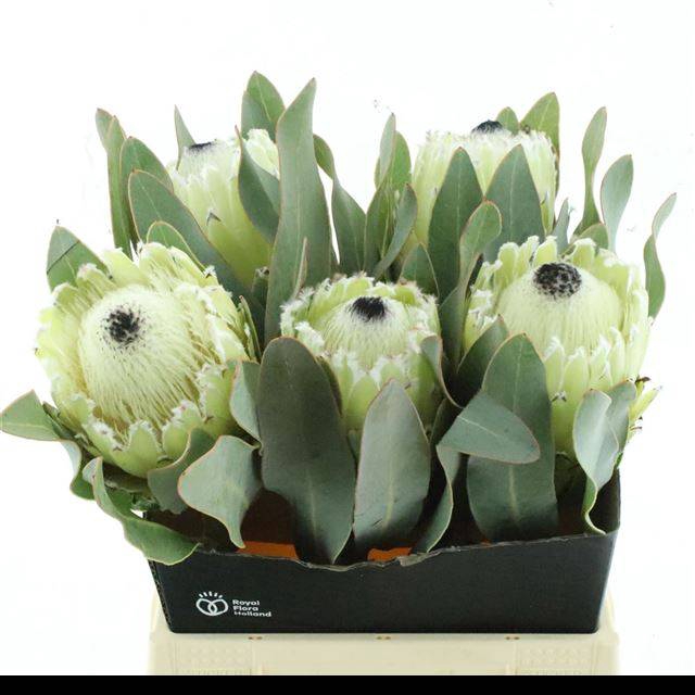 <h4>PROTEA WHITE PRIDE</h4>