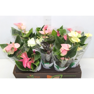 ANTHURIUM VARIADO P12