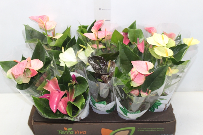 <h4>ANTHURIUM VARIADO P12</h4>