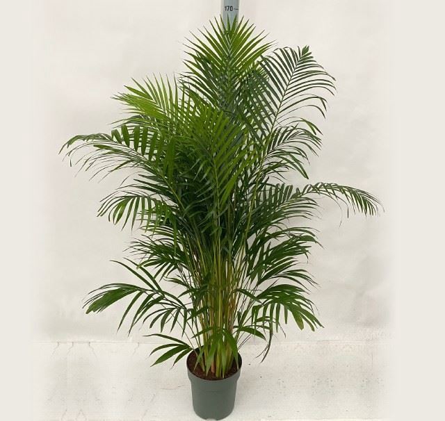 <h4>Dypsis lutescens   ...Chrysalidoca</h4>