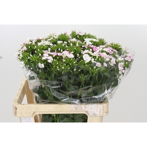 Dianthus Br Amazon Rose Magic