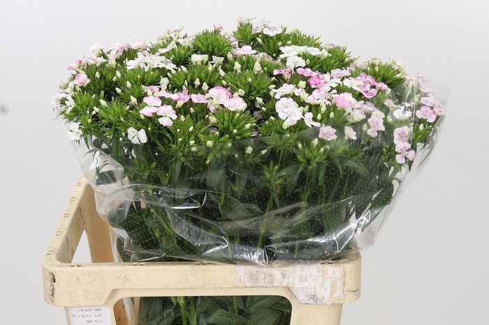 <h4>Dianthus Br Amazon Rose Magic</h4>