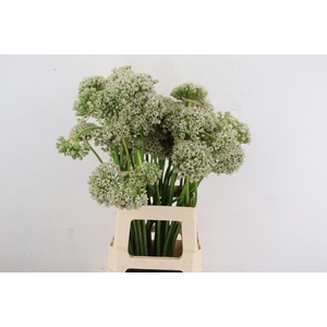 ALLIUM NIGRUM ARTISTIC