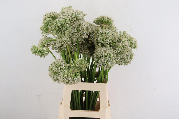 <h4>ALLIUM NIGRUM ARTISTIC</h4>