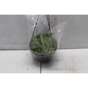 SENECIO HERREIANUS STRING OF BEADS C18 (COLAR DE AZEITONA)