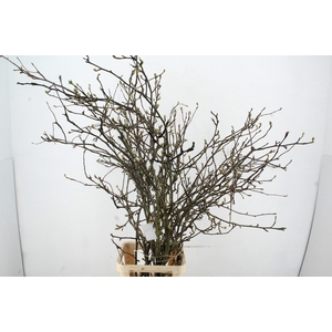 PERENBLOESEM CHOJURO PER STEM 150CM