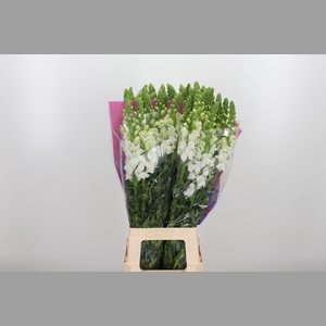 Antirrhinum Po White