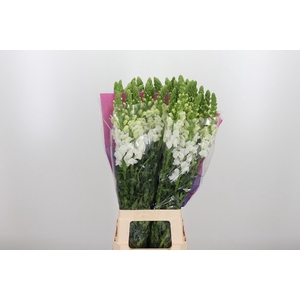 Antirrhinum Po White