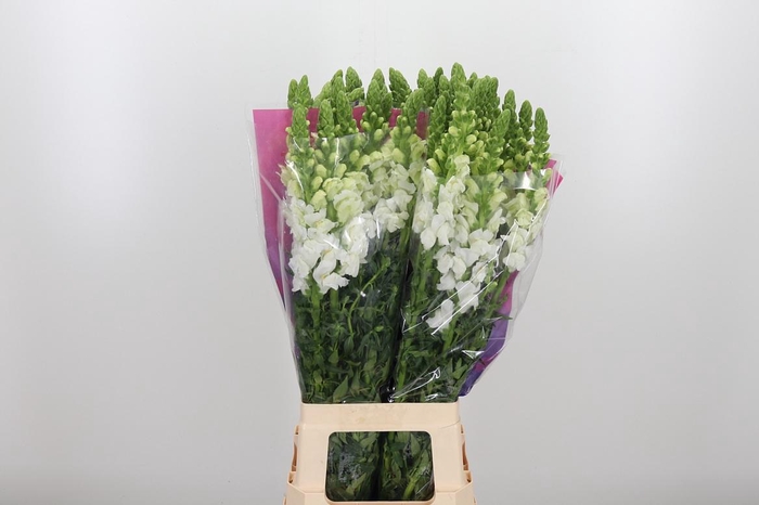 <h4>Antirrhinum Po White</h4>