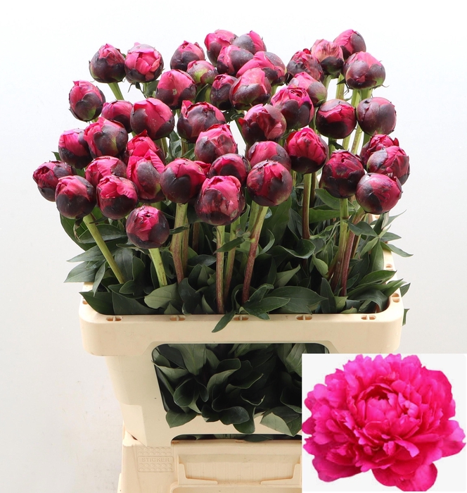 <h4>PAEO L KANSAS</h4>