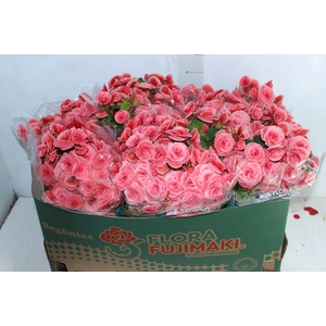 BEGONIA BORIAS P15
