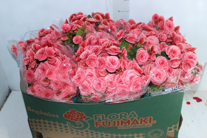 <h4>BEGONIA BORIAS P15</h4>