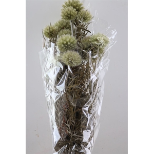 Pres Echinops 10pc Natural Bunch