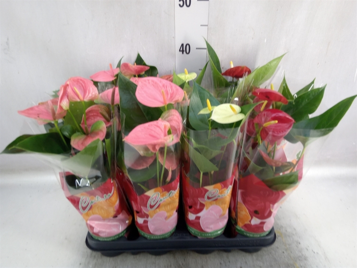 <h4>Anthurium   ...mix 4</h4>