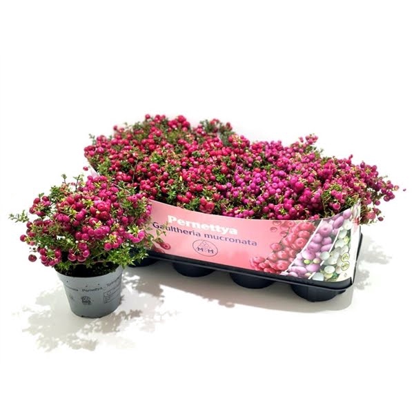 <h4>Gaultheria mucronata Mixtray</h4>