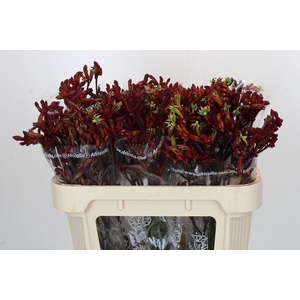 Anigozanthos Early Spring Indoor