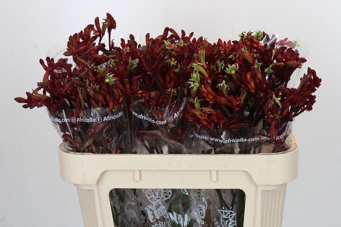 Anigozanthos Early Spring Indoor