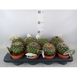 Mammillaria spinosissima 'Un Pico'