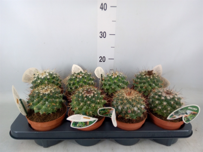 <h4>Mammillaria spinosissima 'Un Pico'</h4>