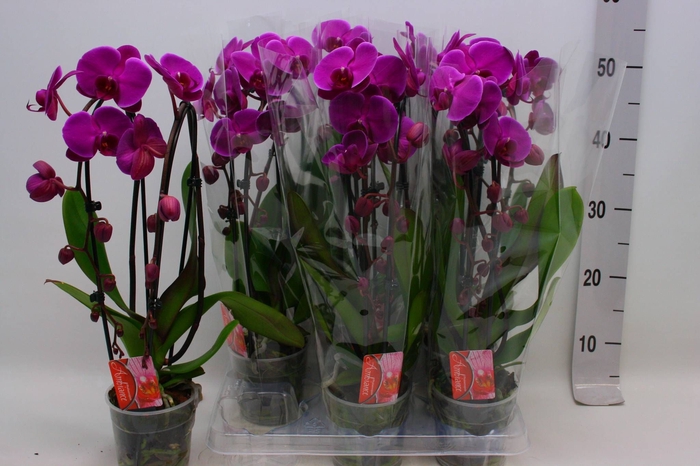 <h4>PHAL EL CASCADE</h4>