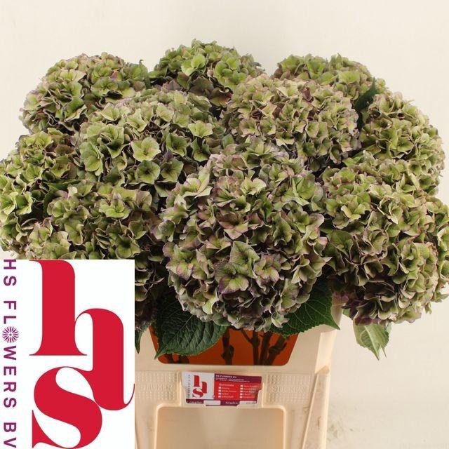 <h4>Hydr M Ch Rodeo Cl</h4>