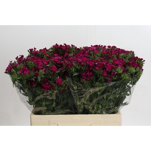 Dianthus Br Amazon Neon Cherry