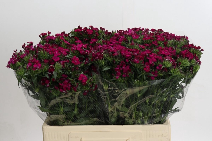 <h4>Dianthus Br Amazon Neon Cherry</h4>