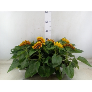 Helianthus an. 'Tiger Eye'
