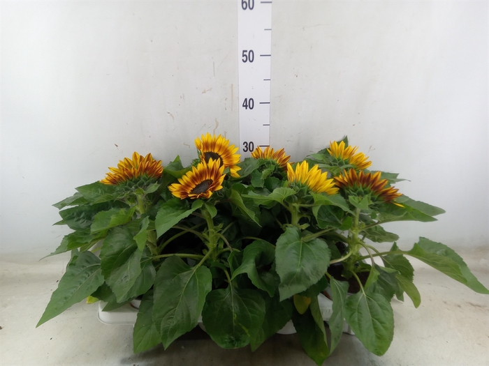 <h4>Helianthus an. 'Tiger Eye'</h4>