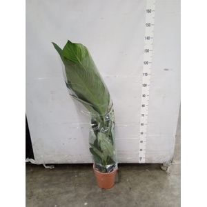 Spathiphyllum  'Sensation'