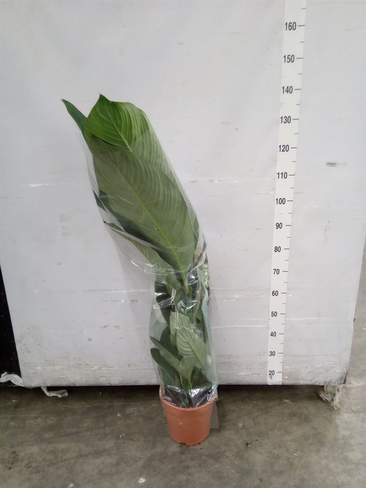 <h4>Spathiphyllum  'Sensation'</h4>