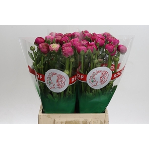 Ranunculus Aazur Deep Rose