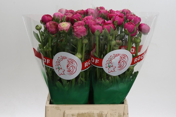 <h4>Ranunculus Aazur Deep Rose</h4>