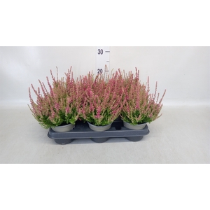 Calluna vulg. 'Dark Beauty'