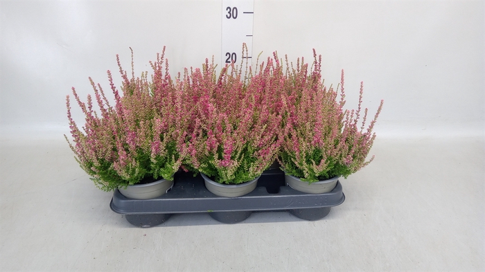 <h4>Calluna vulg. 'Dark Beauty'</h4>