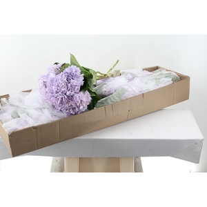 Hydr Klb Lavender Box