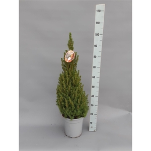 Picea glauga Conica