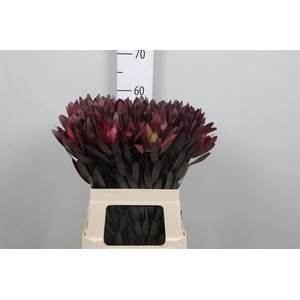 Leucad Saf Sunset Dark R.