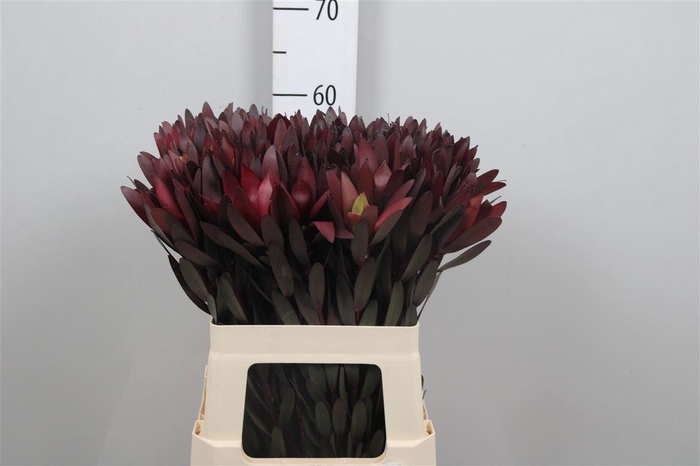 <h4>Leucadendron Saf Sunset Dark R.</h4>