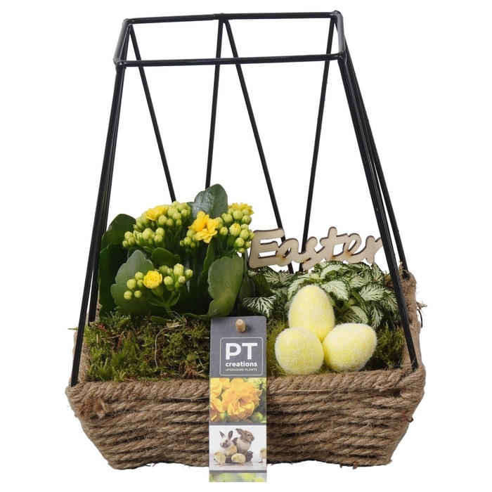 <h4>6573 GEEL HOOG MAND REK</h4>