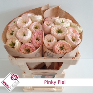 R GR PINKY PIE!