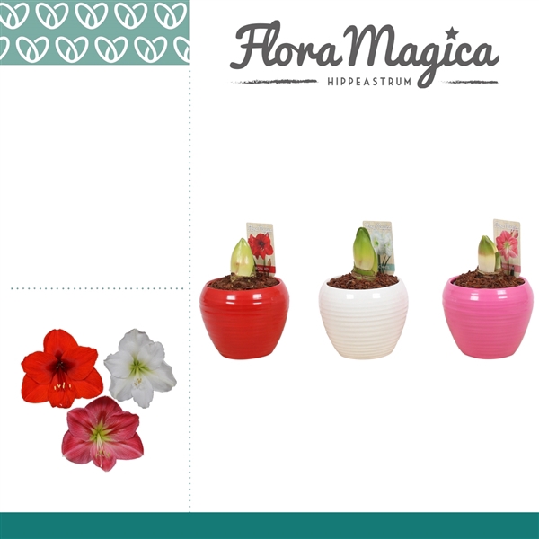 <h4>Hippeastrum Mix 2 Knop in Ompot Melanie</h4>