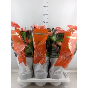 Anthurium andr. 'Madural Orange'