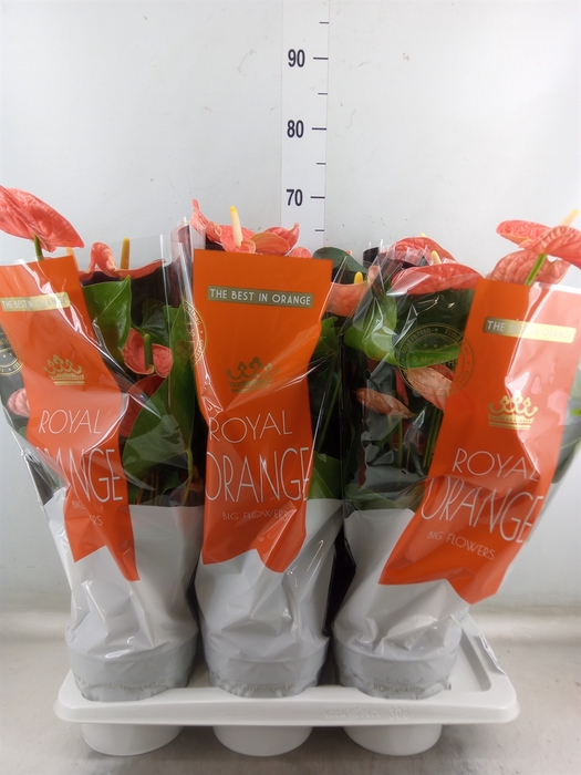 <h4>Anthurium andr. 'Madural Orange'</h4>