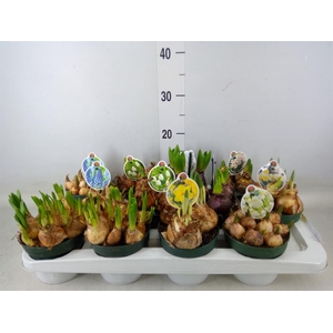 Flowerbulbs, corns or tubers   ...