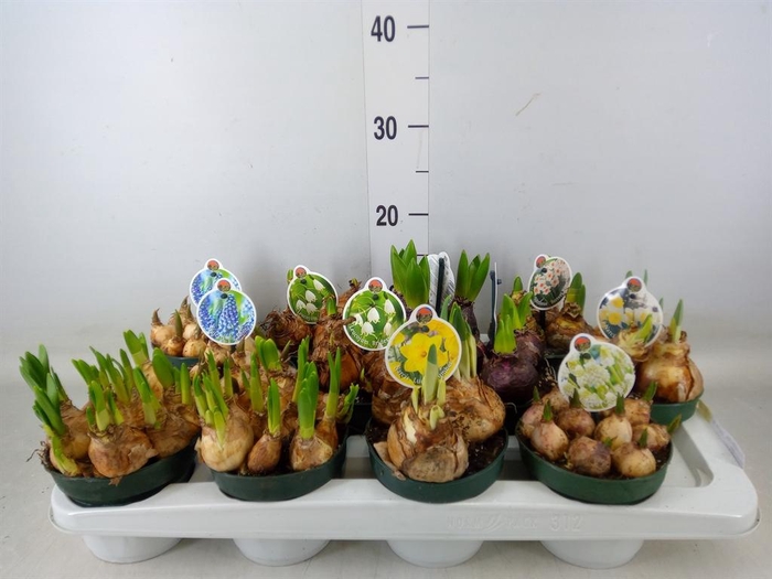 <h4>Flowerbulbs, corns or tubers   ...</h4>