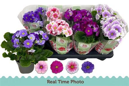 <h4>Prim Ob Tm Gem</h4>