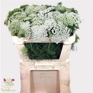 Ammi Vis Casablanca