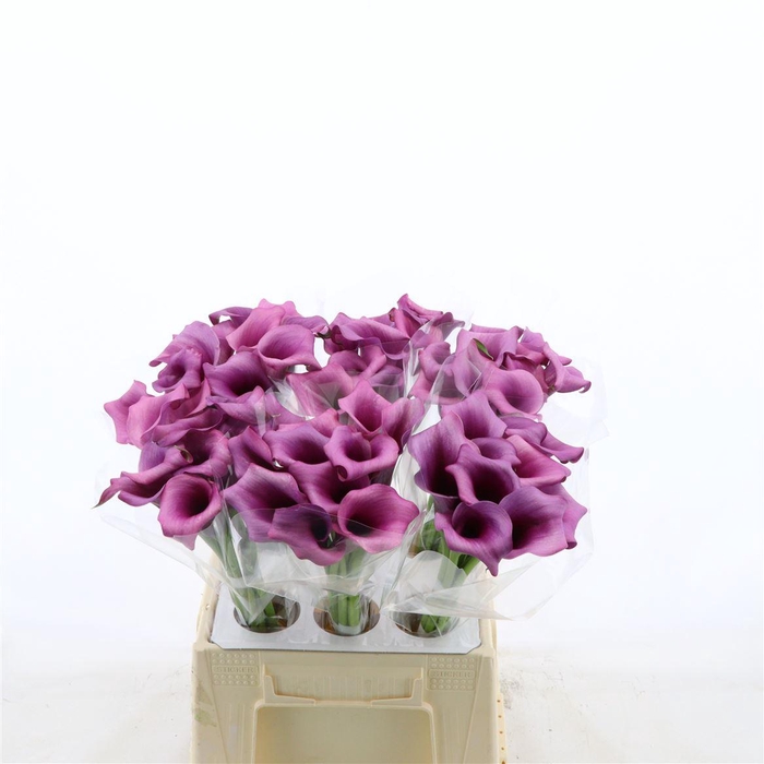 <h4>Calla Durban</h4>