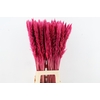 DF Pampas Silvy Cerise